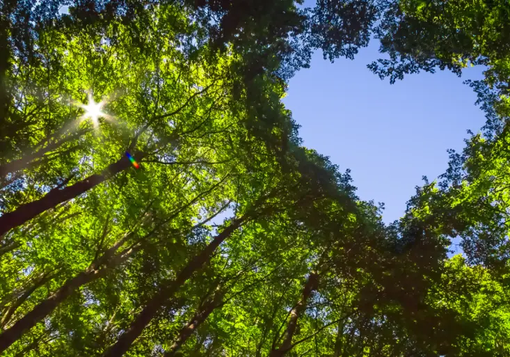 Oslavte svátek zamilovaných udržitelně! Ukážeme vám, jak na to