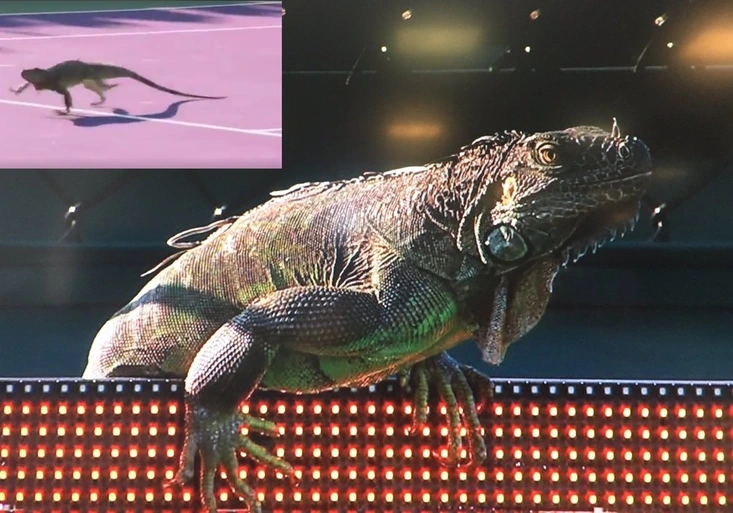 Ještěr přerušil tenisový zápas Veselého! Běhal po kurtu a děsil fanoušky