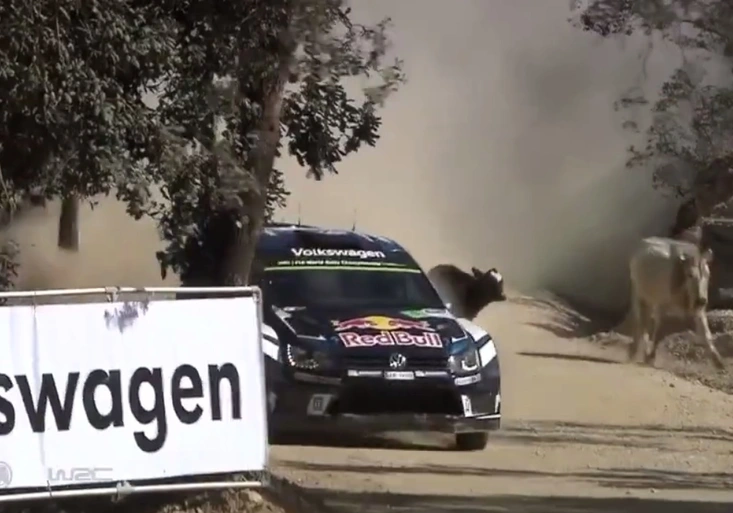 Nástrahy mexické rallye? Kluzká šotolina i kravské stádo. Jak si poradil Sébastien Ogier?